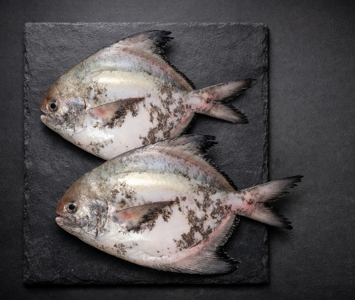 Fresh Khapri pomfrets | Rich Flavor & Ocean Fresh